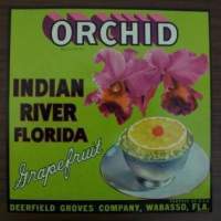 A vintage crate label that says orchid indian river florida
